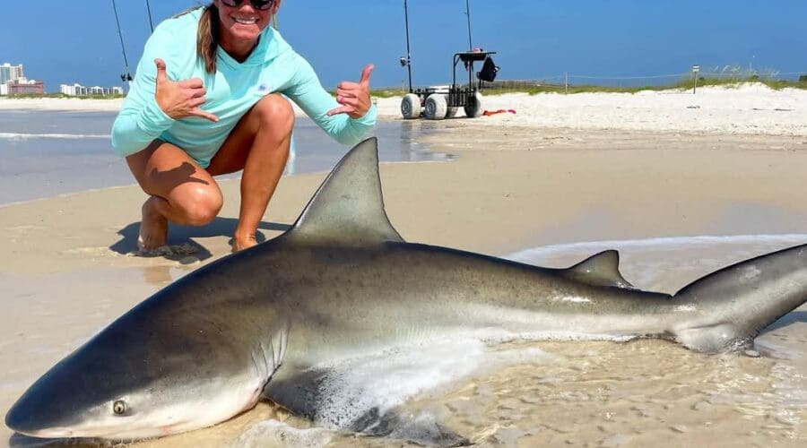 Shark Fishing Happening Now on the Gulf Coast!