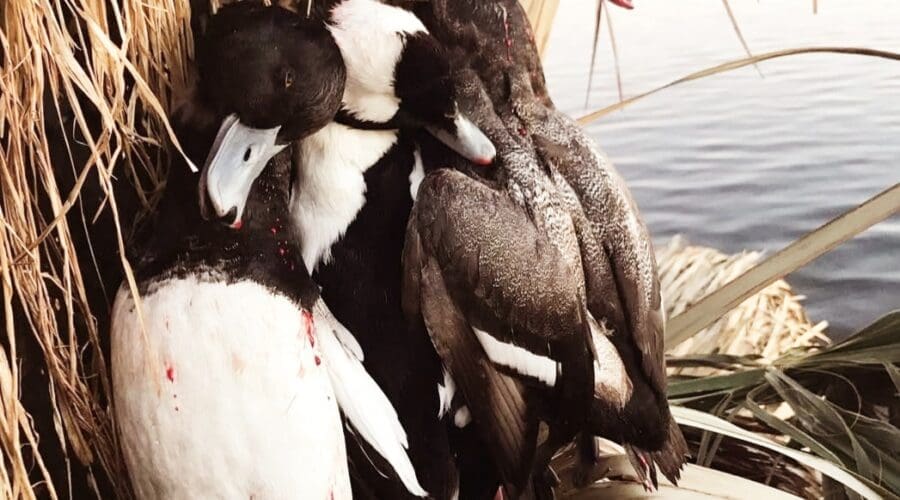 How To Properly Cook Bufflehead Ducks
