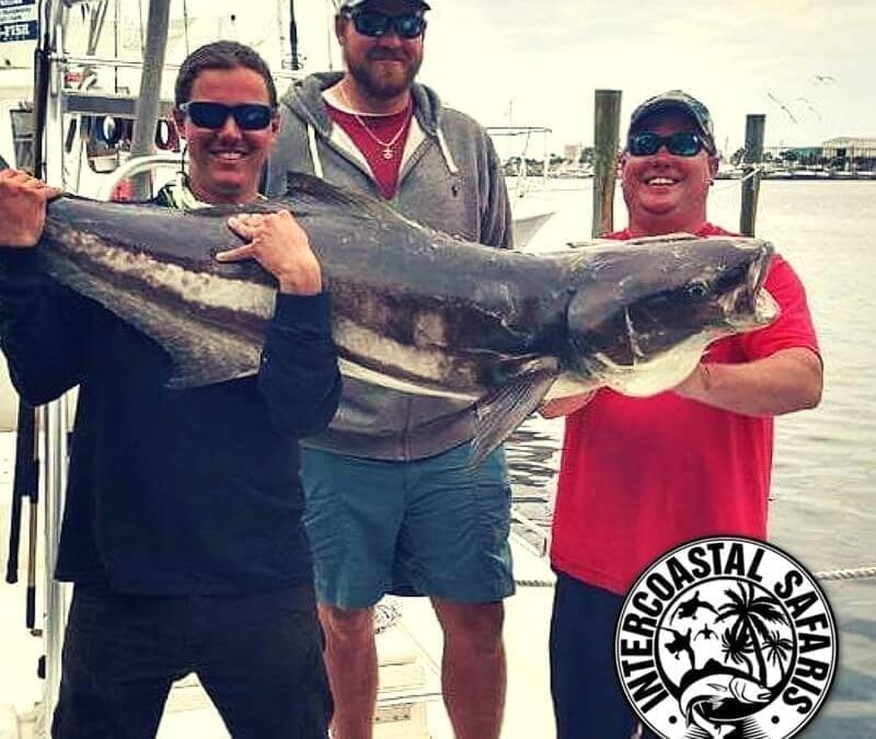 Spring Cobia Fishing on the Gulf Coast
