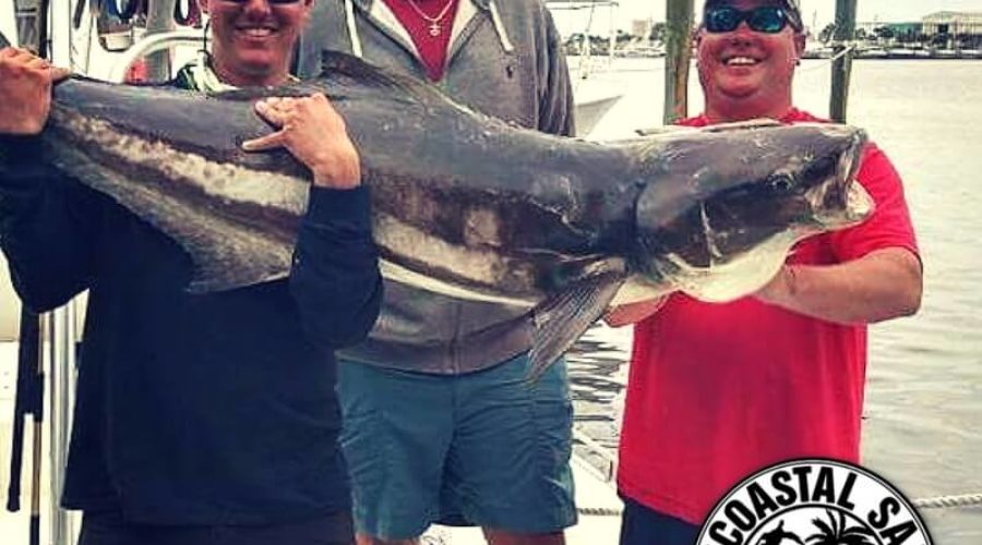 Spring Cobia Fishing on the Gulf Coast