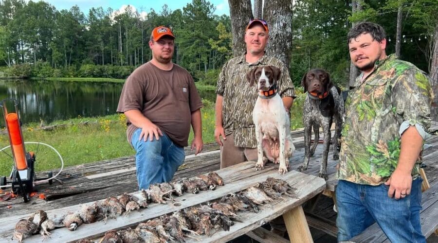 How Quail Hunting Can Be A Social Sport