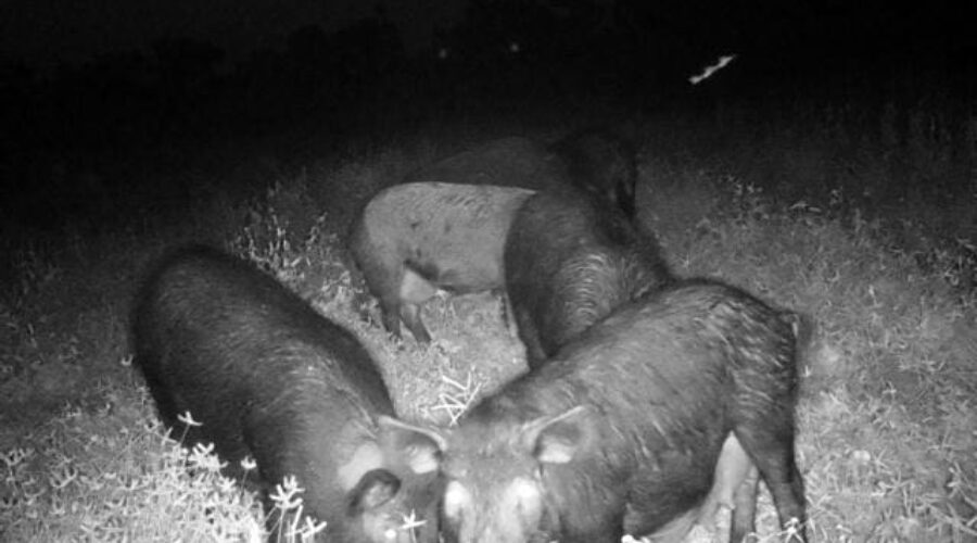 Why We Hunt Wild Boar