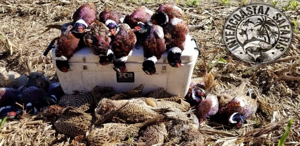 My 1st Pheasant Hunt