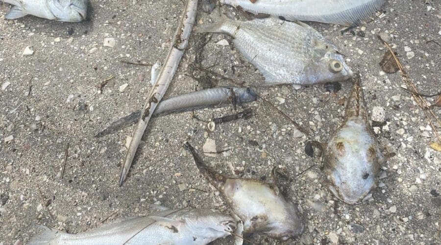 Red Tide
