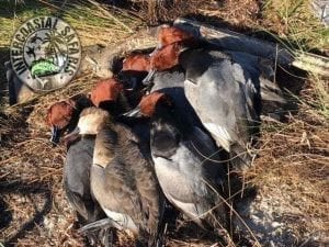 3 Ways to Duck Hunt on the Coast of Alabama