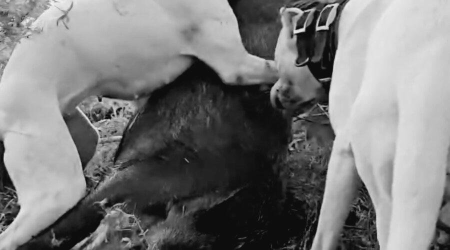 Bucket List Hunting Trips, Why Hog Dog Hunting Should Be At The Top