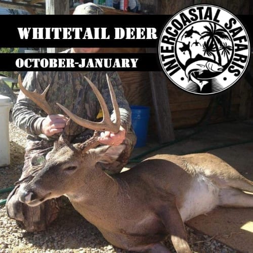 Alabama Blackbelt Whitetail (Currently Unavailable)