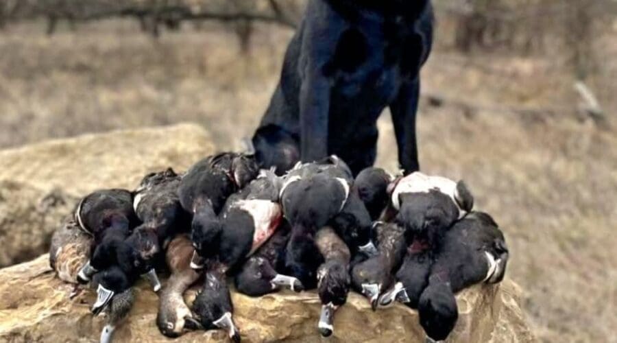 Hunting Bluebills