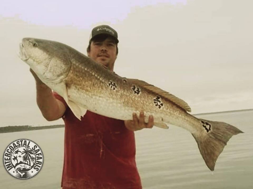 Redfish in Fall