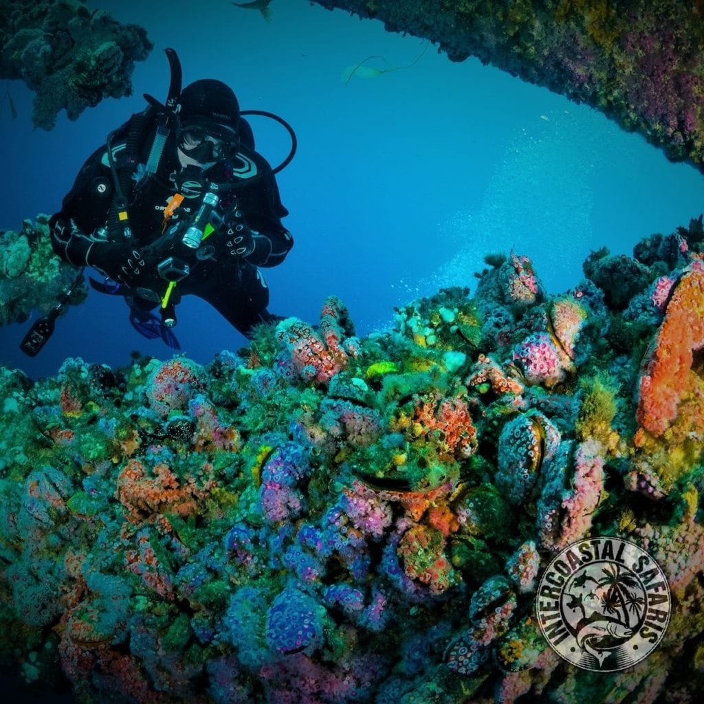 Alabama Artificial Reefs 