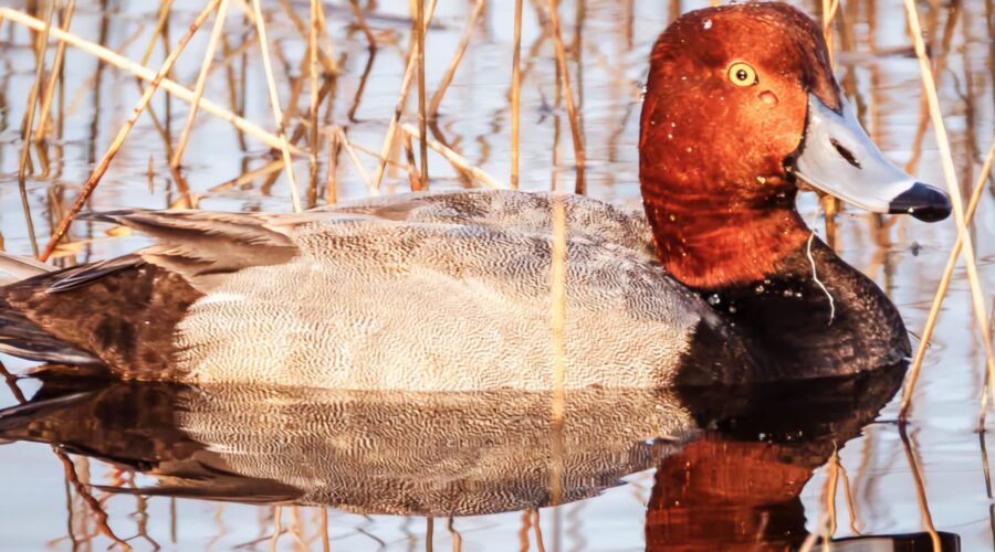 Duck Season 2019/20 Wrap Up