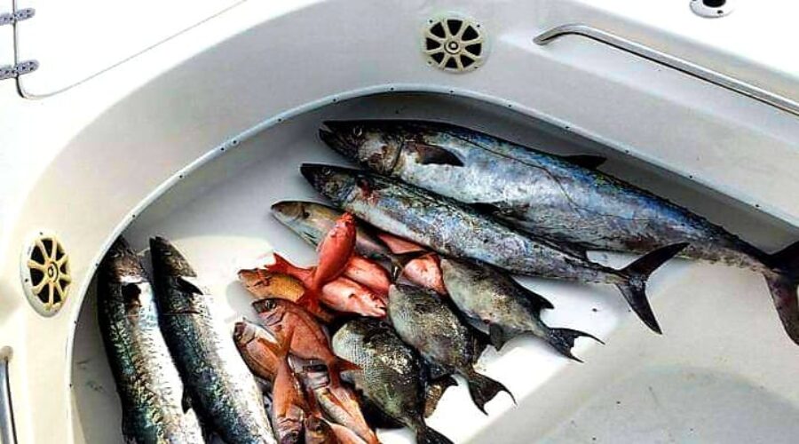 Is fishing good in Panama City Beach? 2024*