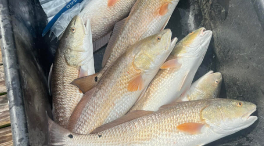 How to catch redfish in Destin, FL