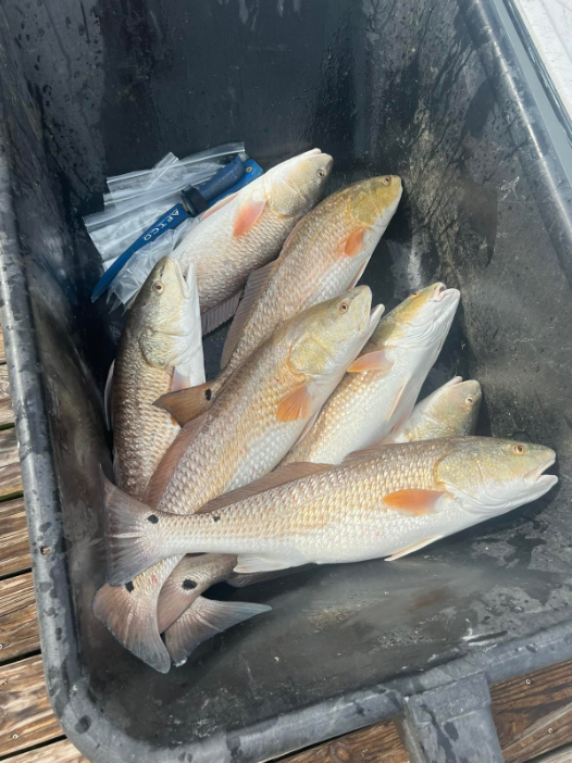 how to catch redfish in destin fl