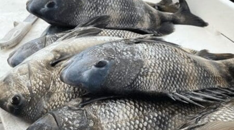 How to catch Sheepshead