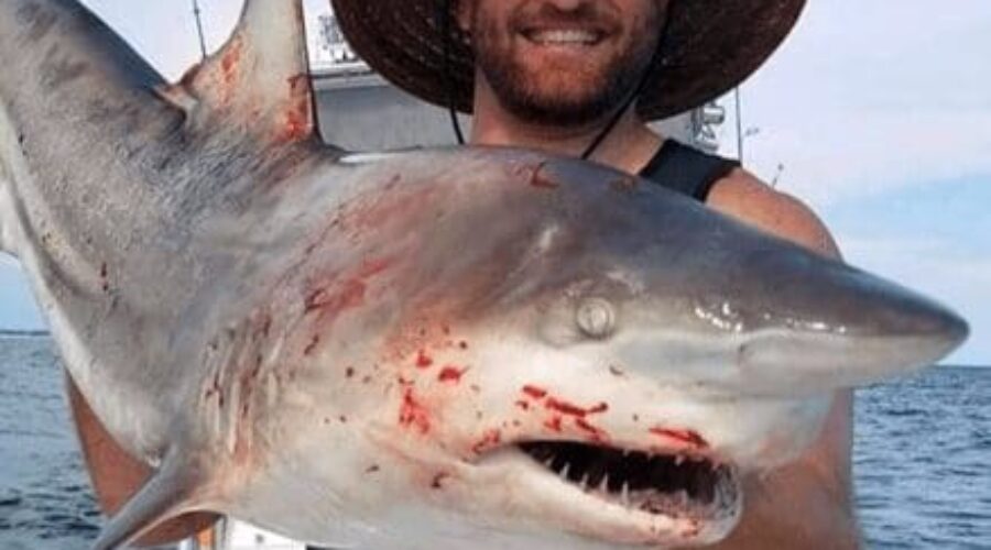 Shark Fishing Laws in Florida
