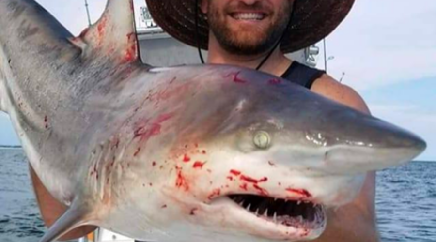 Shark fishing laws in Florida
