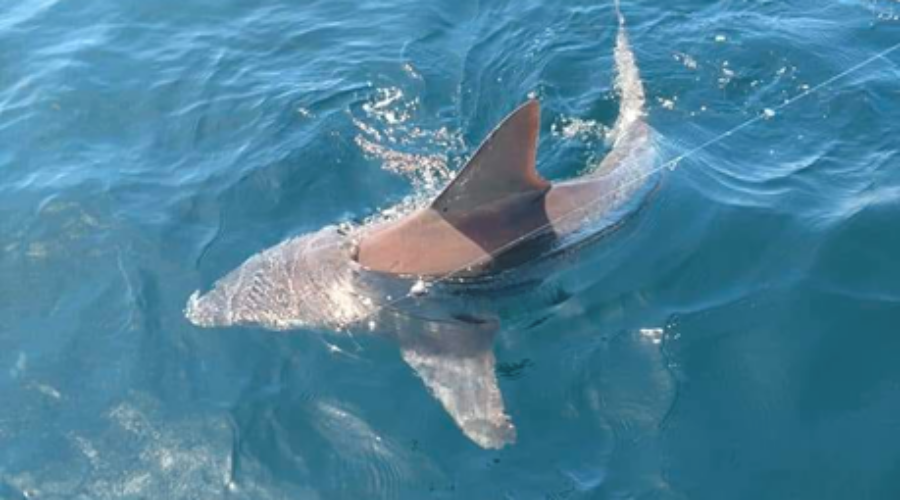 Shark fishing laws in Mississippi