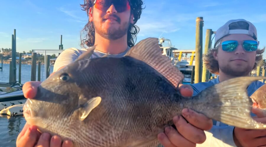 How to catch Triggerfish