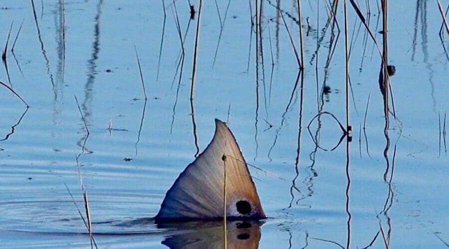 Panama City Beach Fishing Report for November 2023*