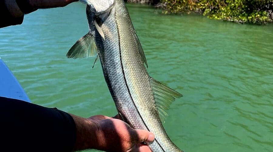 How to catch snook