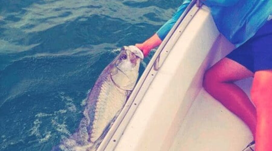 How to catch Tarpon