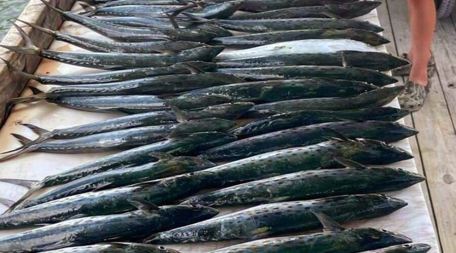 Gulf Shores and Orange Beach, Alabama Fishing Report for May 2025