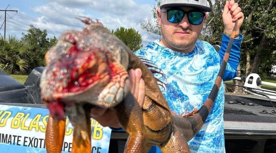 What happens to iguanas in Florida during winter?