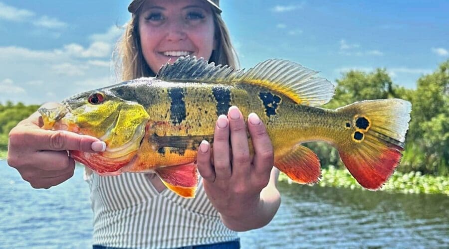 Plan A Peacock Bass Fishing Trip in Miami