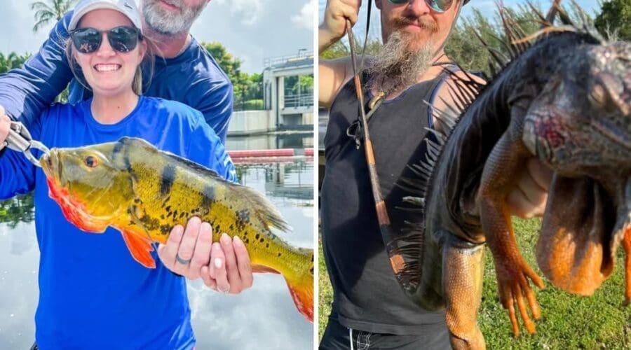 Escape the Cold: Exciting Iguana Hunting and Peacock Bass Fishing Awaits in Florida!