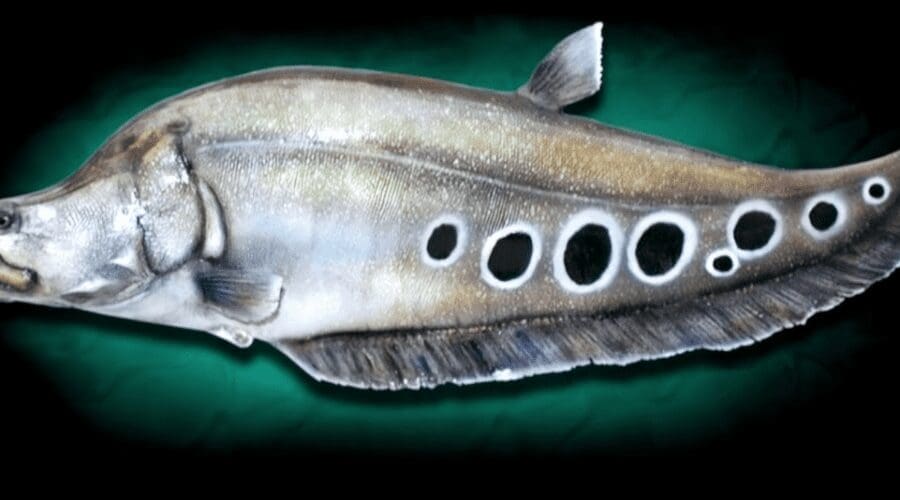 Fishing For Florida’s Invasive Fish