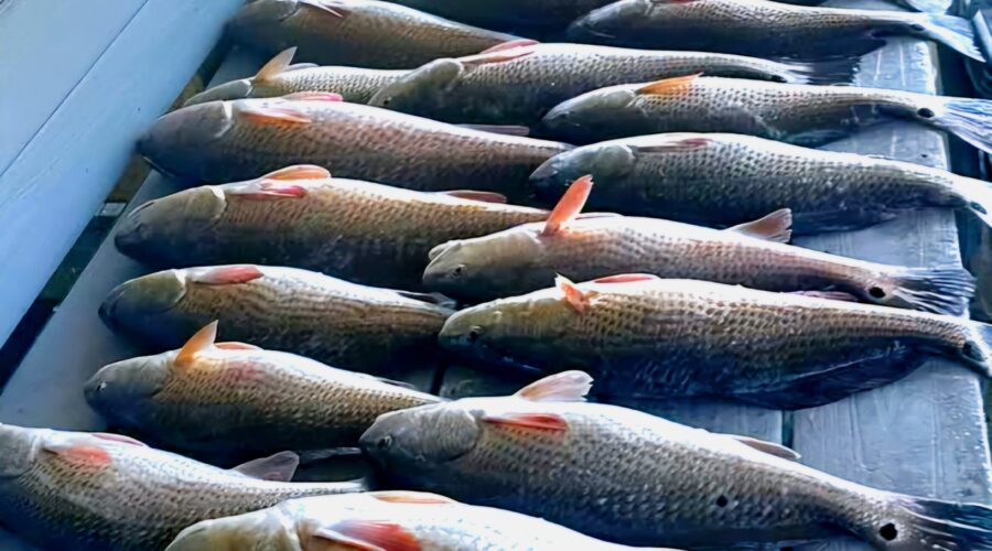 Charter Fishing in Hopedale, Louisiana