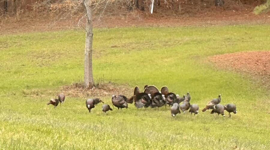 How to Boost Wild Turkey Populations in Alabama