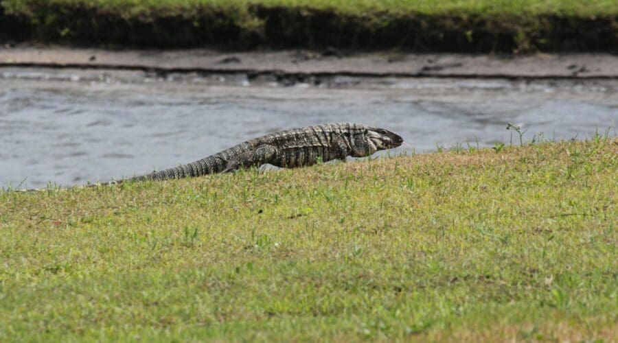 Argentine Tegu: Found in Florida?