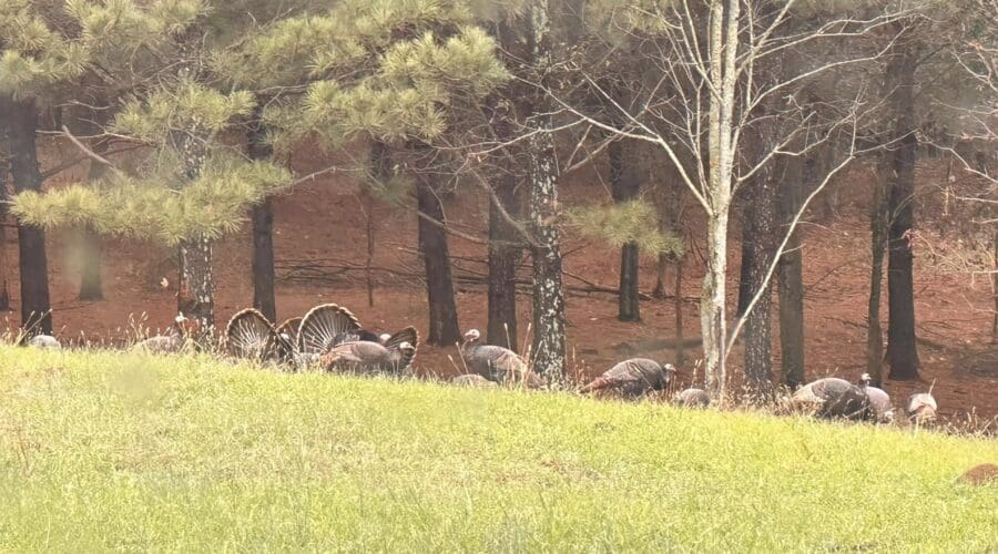 Turkey Hunting Tips with Intercoastal Safaris